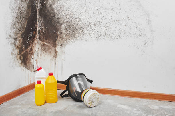 Best Commercial Mold Removal  in Kingston, NJ