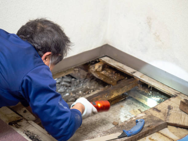 Best Home Mold Removal  in Kingston, NJ