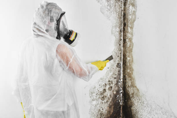 Best Attic Mold Removal  in Kingston, NJ