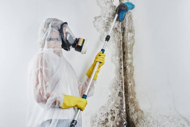 Best Toxic Mold Removal  in Kingston, NJ