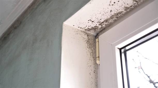 Mold Removal and Inspection in Kingston, NJ