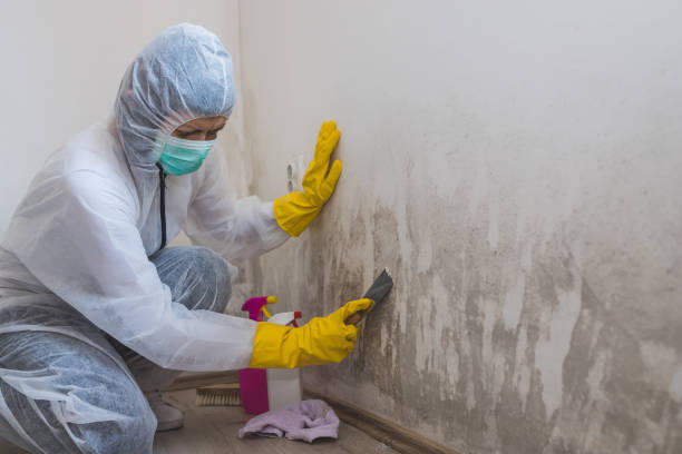 Best Affordable Mold Removal  in Kingston, NJ