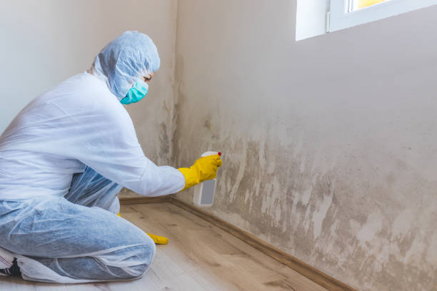 Mold Removal Process in Kingston, NJ