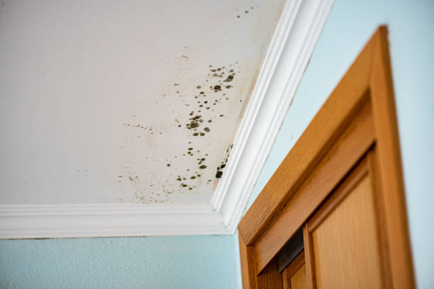 Best Emergency Mold Removal  in Kingston, NJ