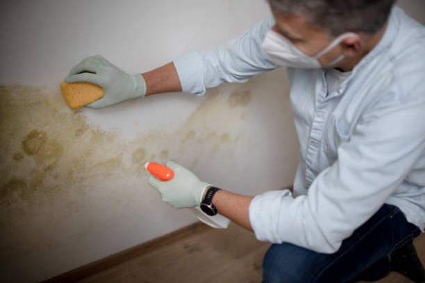 Best Local Mold Removal Service  in Kingston, NJ