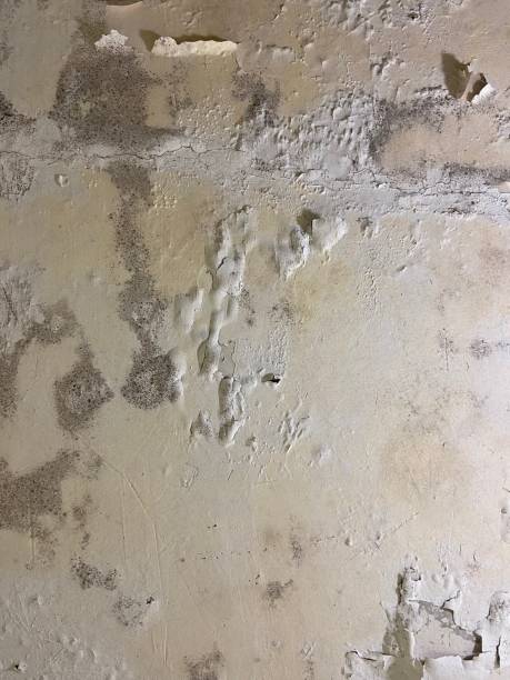 Best Certified Mold Removal  in Kingston, NJ