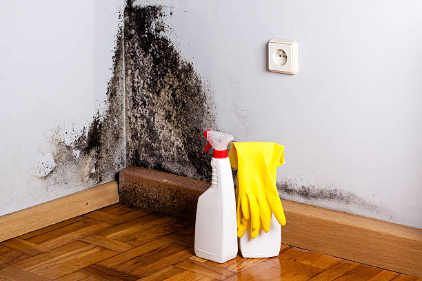 Best Mold Removal Process  in Kingston, NJ