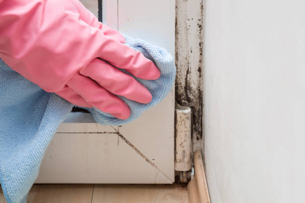 Best Mold Cleaning Services  in Kingston, NJ