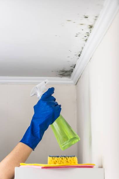 Best Mold Removal Near Me  in Kingston, NJ
