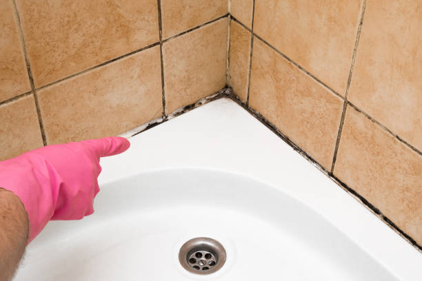 Best Mold Removal and Inspection  in Kingston, NJ