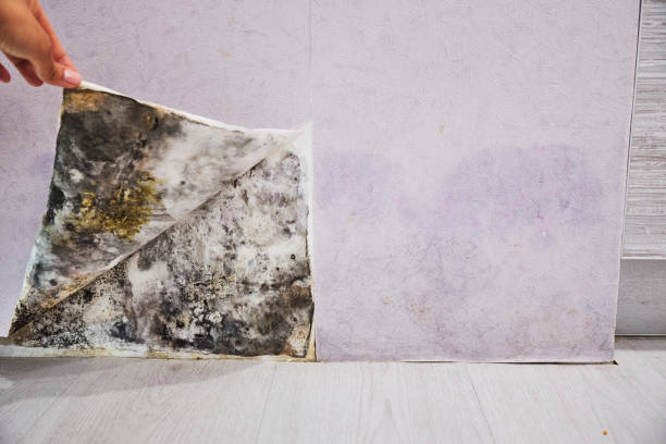 Trusted Kingston, NJ Mold Removal Experts